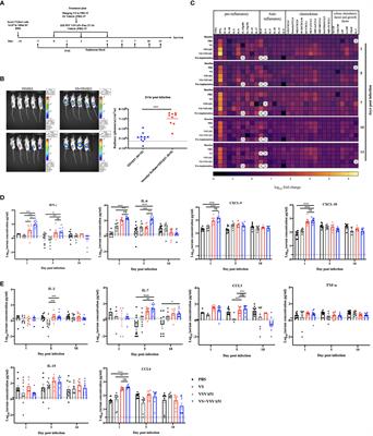 Vanadyl sulfate-enhanced oncolytic virus immunotherapy mediates the antitumor immune response by upregulating the secretion of pro-inflammatory cytokines and chemokines